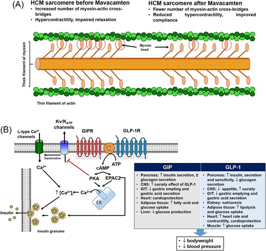 Mechanism of action of (A) mavacamten (red circles indicate myosin-actin cross-bridges) and (B) tirzepatide. See the text for further details and explanations. cAMP, cyclic adenosine monophosphate; CNS, central nervous system; EPAC2, exchange protein activated by cAMP2; ER, endoplasmic reticulum; GIP, glucose-dependent insulinotropic polypeptide; GIPR, GIP receptor; GIT, gastrointestinal tract; GLP-1, glucagon-like peptide-1; GLP-1R, receptor of GLP-1; HCM, hypertrophic cardiomyopathy; Kv/KATP, voltage-dependent and ATP-sensitive K+ channels; PKA, protein kinase; SNC, central nervous system.