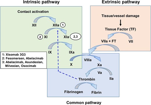 Coagulation cascade and putative mechanism of action of new factor XI inhibitors. Numbers in circles represent the point of action of new FXI, FXIa, and FXIIa anticoagulants. F, coagulation factor.