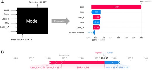 SHapley Additive exPlanations provides explainability to the predicted left ventricular mass of the black box Random Forest Regressor for Patient #6 in the form of waterfall plot (A) and individual force plot (B).