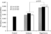 Prevalence of mitochondrial deletions (approximately 7.3 kb) shown as a percent of total mitoDNA in cardiac surgical patients undergoing coronary artery bypass surgery. A mitoDNA deletion (approximately 7.3 kb) was evident in one patient, a 67-year-old male, in Control, and was increased in Ischemia and Reperfusion. mitoDNA deletions (approximately 7.3 kb) were also found in two unrelated males, aged 53 and 75, and were increased in Ischemia and Reperfusion.