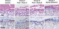 Histological findings of hematoxylin–eosin (HE) and phosphotungstic acid hematoxylin (PTAH) staining in Groups I, II, III, and V. Tissue penetration of the fibrin clot was significant in Group III, whereas it was not observed in Groups I, II, and V. The upper and lower panels show HE and PTAH staining, respectively. Magnification: 12×.