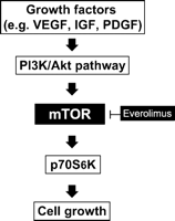 The involvement of the mTOR pathway in the development of neointimal hyperplasia.