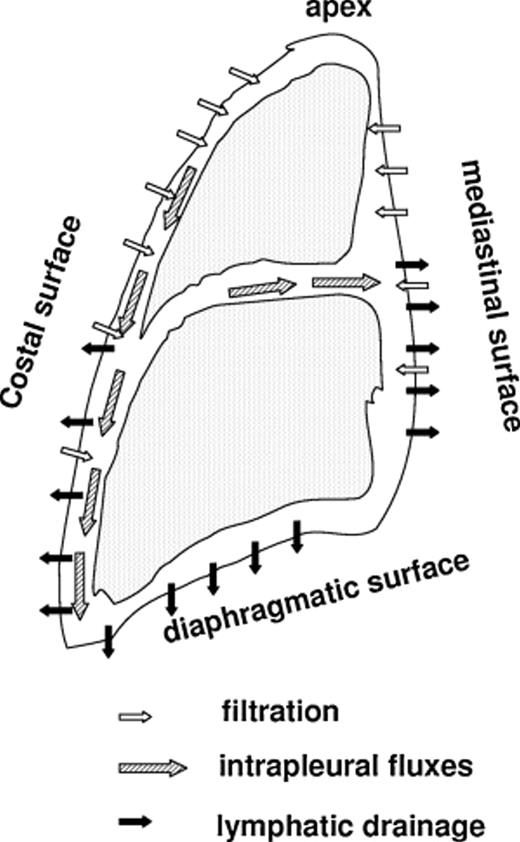 Regional distribution of pleural fluid filtration (secretion), drainage (absorption) and intrapleural fluxes in the pleural cavity.