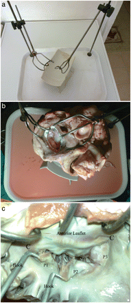 (a) Surgical table: each atrial retractor can be moved upwards, downwards, right, left, backwards, forwards and circumferentially. A smaller table is fixed obliquely in the centre. (b) A bovine heart is placed on the small table within the surgical table and the left atrial walls are retracted; the posterior part of the left atrium is removed and the aorta is closed with a 3-0 silk suture. (c) In this examination, there is an elongation in the P2 scallop next to P1.