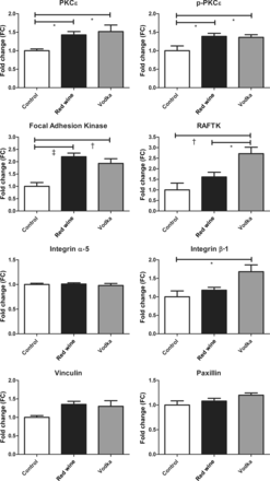 SDS-soluble fraction of the AAR. The expression of PKCϵ and proteins involved in focal adhesion formation in the SDS-soluble myocardial lysate fraction between the control group and animals supplemented with either red wine or vodka. Results are expressed as FC in expression when compared with controls. Bonferroni post-test P-values depicted as: *P < 0.05, †P < 0.01 and ‡P < 0.001. See Results for the report of one-way ANOVA P-values.