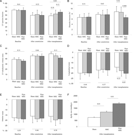 Global echocardiography analysis, regional deformation 2D strain and haemodynamic analysis. (A) LV ejection fraction: no differences were observed between the three groups at baseline and 30 days after constrictor placement. In contrast, 30 days after transplantation, LVEF significantly improved in the Hyp-MSC group. (B) Diastolic function: as observed with the systolic function, diastolic function, E/e′ ratio was less altered in the Hyp-MSc group. (C) Remodelling: no differences were observed in the three groups in terms of LV TeleDiastolic volume. (D) LS in the ischaemic inferior-lateral zone showed a significant improvement in the Hyp-MSC group compared with the other two groups. (E) Anterior strain did not show any difference in the healthy zone in any of the three groups. (F) The LV was catheterized with a Millar's probe. dP/dT showed significant improvement 30 days after transplantation in the Hyp-MSC group when compared with the other two groups.
