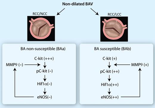 The observed differences in expression of molecular biologic markers are presented in a cascade. BAa: non-susceptible group, BAb: susceptible group.