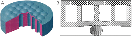 (A) The elastic membrane; (B) mathematical model of the membrane.