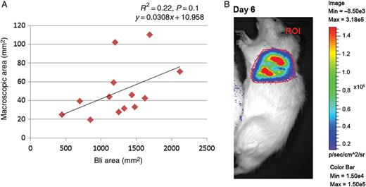 (A) A trend of positive correlation between tumour area quantified in Bli images and macroscopically (n = 13). (B) Example of Bli image of a rat (ROI: region of interest).