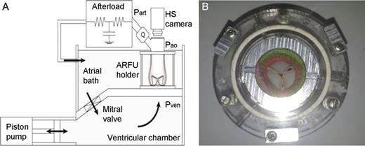 (A) The mock loop scheme and (B) a prosthesis implanted in the ARFU (aortic root functional unit) housed in the holder.