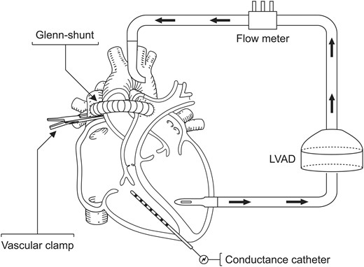 Animal preparation; a modified Glenn shunt was created between the SVC and the main pulmonary artery. A left ventricular assist device was implanted. Pressure volume loops were obtained throughout the experimental model in pigs ( n = 8).