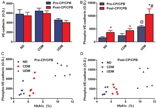 ( A ) Total VE-cadherin protein expression in the human myocardium harvested from right atrial tissue samples before and after CP/CPB. There were no significant changes in VE-cadherin between pre- and post-CP/CPB among three groups; ( B ) phospho-VE-cadherin (Y658) protein expression in the human myocardium harvested from right atrial tissue samples. There were significant increases in phospho-VE-cadherin after CP/CPB among the three groups. These effects were more pronounced in the UDM group compared with the ND or CDM group; * P < 0.05 versus pre-CP/CPB; #P < 0.05 versus ND; @P < 0.05 versus pre-CPB-ND or CDM; mean ± SEM, n = 6-8/group. ( C and D ) Correlations analysis between VE-cadherin phosphorylation and pre-CP/CPB HgbA1C levels (pre-CP/CPB: r = 0.8306, P = 0.0001; post-CP/CPB: r = 0.7949, P = 0.0001).