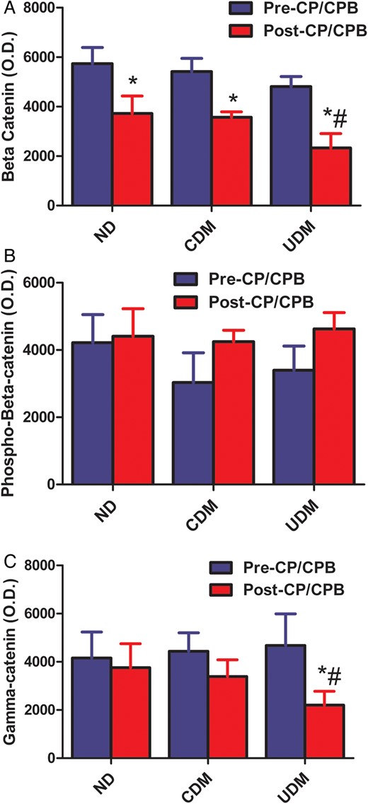( A ) Beta-catenin protein expression in the human myocardium harvested from right atrial tissue samples. There were significant decreases in β-catenin after-CP/CPB among three groups. * P < 0.05 versus pre-CP/CPB; #P < 0.05 versus post-CP/CPB-ND; ( B ) phospho-β-catenin (Thr41/Ser45) protein expression in the human myocardium harvested from right atrial tissue samples. There were slight increases (not significant) in phospho-β-catenin protein levels after CP/CPB among the CDM and UDM groups; ( C ) γ-catenin protein expression in the human myocardium harvested from right atrial tissue samples. There were significant decreases in γ-cadherin protein expression after CP/CPB only in the UDM group. * P < 0.05 versus pre-CP/CPB; #P < 0.05 versus ND. Mean ± SEM, n = 8/group.