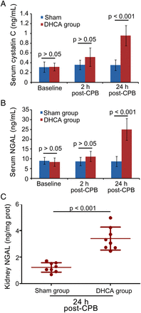 Effects of DHCA on renal functions. (A) Serum cystatin C and (B) NGAL levels were detected at 2 and 24 h post-surgery (n = 8). (C) NGAL levels in kidney tissues were determined at 24 h post-surgery (n = 8). DHCA: deep hypothermic circulatory arrest; NGAL: neutrophil gelatinase-associated lipocalin; CPB: cardiopulmonary bypass.