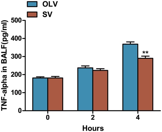 Assessment of TNF-α in BALF by ELISA. Data were expressed as mean ± standard deviation. A significantly lower TNF-α level was found at 4 h, but not at 0 or 2 h in rabbits from SV group compared with OLV group. **P < 0.01 when compared with OLV group. TNF-α: tumour necrosis factor α; BALF: bronchoalveolar lavage fluid; ELISA: enzyme-linked immunosorbent assay; SV: spontaneous ventilation; OLV: one-lung ventilation.