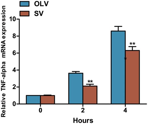 Assessment of TNF-α mRNA in lung tissue by quantitative reverse transcriptase polymerase chain reaction. Significantly lower TNF-α mRNA was found in lung tissue at 2 and 4 h, but not at 0 h in rabbits from SV group compared with the OLV group. **P < 0.01 when compared with OLV group. SV: spontaneous ventilation; OLV: one-lung ventilation; TNF-α: tumour necrosis factor α; mRNA: messenger RNA.