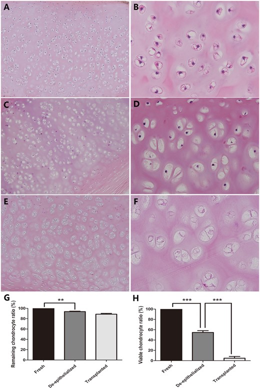 (A and B) Viable chondrocytes were inside the lacunae of the cartilage matrix in the fresh trachea. (C and D) The de-epithelialized tracheal graft showed that some chondrocytes were missing and that evident nuclei loss existed. (E and F) The nuclei in the chondrocytes had almost completely disappeared in the post-transplantation tracheal allograft. (G) The remaining chondrocyte ratio in the de-epithelialized tracheal grafts was significantly decreased, when compared with a fresh trachea. No significant difference was found between the de-epithelialized tracheal grafts and post-transplantation tracheal grafts. (H) The difference in the viable chondrocyte ratio between the fresh tracheas and de-epithelialized tracheal grafts and between the de-epithelialized tracheal grafts and post-transplantation tracheal grafts was obvious. **P < 0.01; ***P < 0.001. (A, C and E original magnification ×100; B, D and F original magnification ×400).