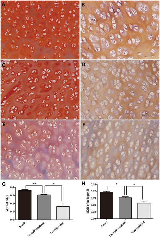 Safranin O/fast green staining for GAG and immunohistochemical staining for collagen II in the fresh tracheas (A and B), de-epithelialized tracheal grafts (C and D) and post-transplantation tracheal grafts (E and F). Optical density analysis showed a significant difference in the MOD of GAG and collagen II between the fresh tracheas and de-epithelialized tracheal grafts and between the de-epithelialized tracheal grafts and post-transplantation tracheal grafts (G and H). *P < 0.05; **P < 0.01. (A–F original magnification ×200). GAG: glycosaminoglycan; MOD: mean optical density.