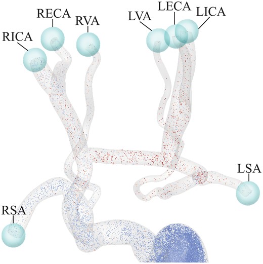Representation of the virtual spheres used to capture particles leaving the domain through each vessel, enabling calculation of average platelet activation potential values for each of the supra-aortic arteries. LECA: left external carotid artery; LICA: left internal carotid artery; LSA: left subclavian artery; LVA: left vertebral artery; RECA: right external carotid artery; RICA: right internal carotid artery; RSA: right subclavian artery; RVA: right vertebral artery.
