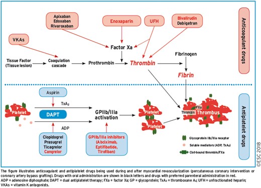 Antithrombotic treatment for myocardial revascularization and its pharmacological targets.