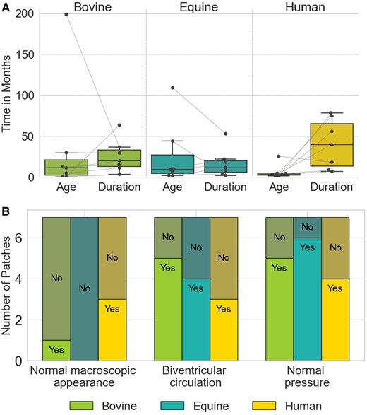 Characteristics of the study population in bovine, equine and human pericardial patches. (A) Age at implantation and duration of implantation. Box plots represent data distribution with individual points shown by swarm plots. (B) Distribution of clinical observations. Bars represent counts for each observation, labelled as ‘Yes’ or ‘No’ based on the presence or absence of the specific clinical feature.