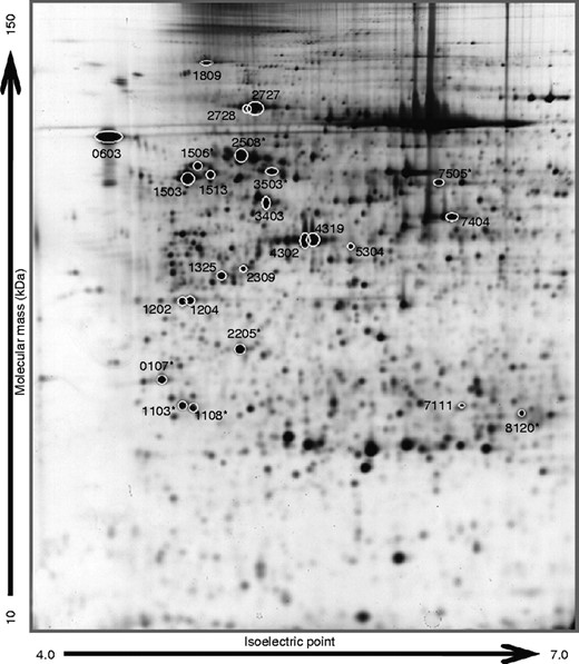 Image of a silver-stained 2-DE gel. The 25 spots selected from the FTA–FTC model are indicated by circles (total overlap with the 18 spots from the FTC–PTC model). The numbers shown correspond to the standard spot number automatically assigned to each spot by the image analysis software (PDQuest). Spot numbers followed by an asterisk refer to the nine spots selected for further validation.