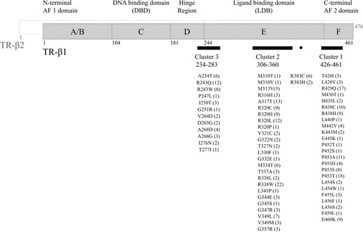 THRB variants found in the 284 Italian RTHβ patients the numbers in brackets represent the number of individuals harboring non-synonymous variants of THRB gene. * Denotes novel missense variants segregating with central hyperthyroidism in the affected families and located at the same codon as other known pathogenic mutations (p.P452R/L/S and p.L456S/W, respectively).