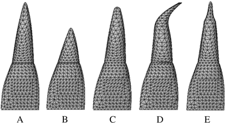 The five models based on the classification of root shape derived from Levander and Malmgren (1988). (A) Normal, (B) short, (C) blunt, (D) bent, and (E) pipette shape at root apices.