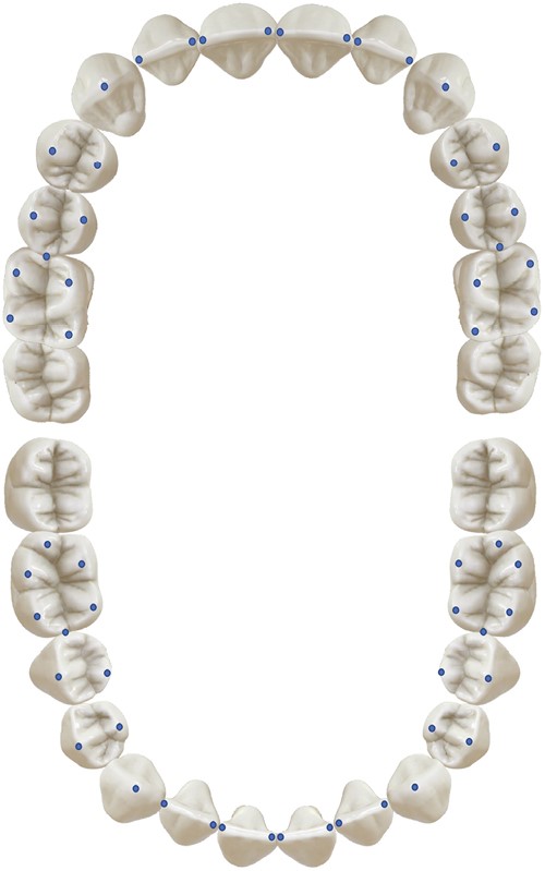 genetic and environmental contributions to variation in the permanent ... Biology Diagrams