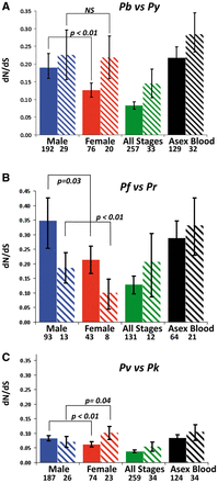 Stage- and location-specific rates of evolution. Estimated as dN/dS, for predicted non-membrane (solid bars) and membrane (shaded bars) proteins expressed in sexual (male, female) and asexual blood stage malaria parasites. Genes were classified according to their exclusive detection in P. berghei proteomes of Males, Females, Asexual Stages or All Stages (see Fig. 1), The rates of evolution were determined by comparison of genes of the following pairs of Plasmodium species: P. berghei and P. yoelii (A); P. falciparum and P. reichenowi (B); P. vivax and P. knowlesi (C).