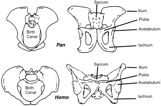 The pelvis in a modern chimpanzee (top) and a modern human (bottom), illustrating the differences discussed