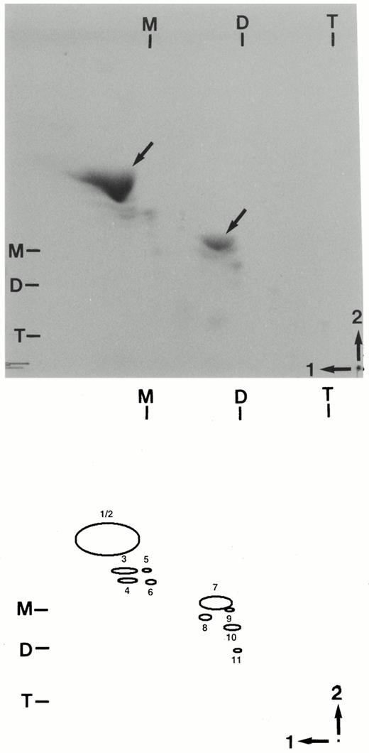 Two-dimensional TLC of human thyroid fibroblast gangliosides. Gangliosides were extracted from thyroid fibroblasts and 3–5 μg ganglioside-bound sialic acid were analyzed on two-dimensional TLC plates as described in Materials and Methods. The chromatogram was generated using gangliosides from an individual donor. The schematic diagram of the plate indicates individual peaks referred to in Fig. 2. The origin is indicated by the dot in the lower right corner. Chromatographic positions of murine brain ganglioside standards are indicated across the top (first solvent) and in the left (second solvent) margins of the chromatogram and designated M (GM1), D (GD1a), and T (GT1b) according to the nomenclature of Svennerholm (59).