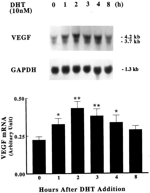 Induction of VEGF mRNA by DHT. Primary cultures of human fetal prostatic fibroblasts (passage 3) were grown in serum-free medium for 24 h. Incubations were continued with or without 10 nm DHT for various times at 37 C. Upper panel, Expression of VEGF mRNA was assayed by Northern blot analysis. Membranes were also hybridized with a GAPDH probe to assess loading differences. Twenty-five micrograms of total RNA were loaded in each lane. Lower panel, The data in the upper panel were quantified using a densitometer and are presented as a ratio of VEGF mRNA to GPDPH mRNA. Values shown are the mean ± sem (n = 3). *, P < 0.05; **, P < 0.01 vs. control.