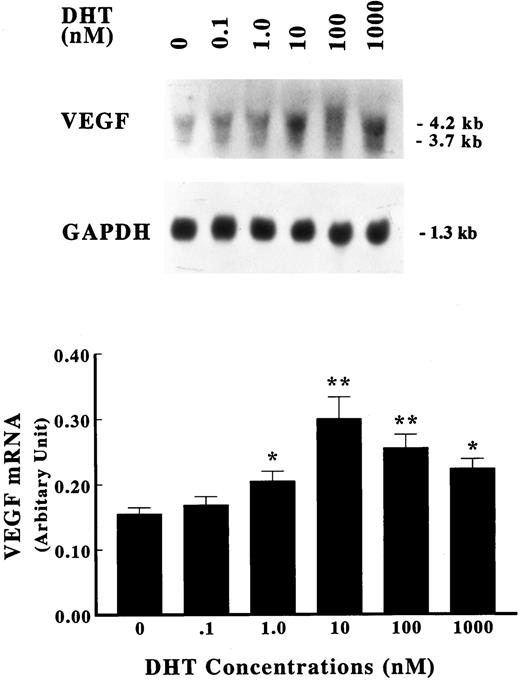 Dose dependence of VEGF induction. Primary cultures of human fetal prostatic fibroblasts at passage 3 were grown in serum-free medium for 24 h. Incubations were continued with or without various concentrations of DHT for an additional 2 h at 37 C. Upper panel, Expression of VEGF mRNA was assayed by Northern blot analysis. Membranes were also hybridized with a GAPDH probe to assess loading differences. Twenty-five micrograms of total RNA were loaded in each lane. Lower panel, The data in the upper panel were quantified using a densitometer and are presented as a ratio of VEGF mRNA to GAPDH mRNA. Values shown are the mean ± sem (n = 3). *, P< 0.05; **, P < 0.01 vs. control.