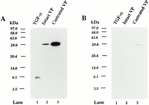 Specificity of TGFα antibody. A, Western blot analysis of the TGFα proteins using recombinant human TGFα and tissue extracts of rat ventral prostate. Autoradiogram shows the immunoreactivity of recombinant human TGFα (50 ng protein; lane 1), ventral prostate extract from 90-day-old intact rat (100 μg protein; lane 2), and ventral prostate extract from 90-day-old rat from 7 days after castration (100 μg protein; lane 3). The blot was probed with TGFα antibody. B, Replicate Western blot probed with TGFα antibody preabsorbed with 1 μg purified recombinant TGFα. The positions of the molecular mass markers (kilodaltons) are indicated.