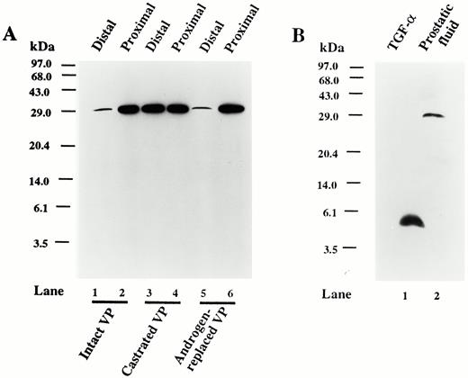A, Western blot analysis of the TGFα proteins from ventral prostate tissue extracts from distal and proximal segments of 90-day-old intact (lanes 1 and 2), 7-day castrated (lanes 3 and 4), and 7-day castrated plus 7-day testosterone-replaced (2.5-cm testosterone-filled capsule; lanes 5 and 6) rats. Equal amounts (100μ g) of protein were loaded in each lane. B, Western blot analysis of purified recombinant TGFα (100 ng protein; lane 1) and fluid from the ventral prostate of an intact 90-day-old rat (100 μg protein; lane 2). The positions of the molecular mass markers (kilodaltons) are indicated.