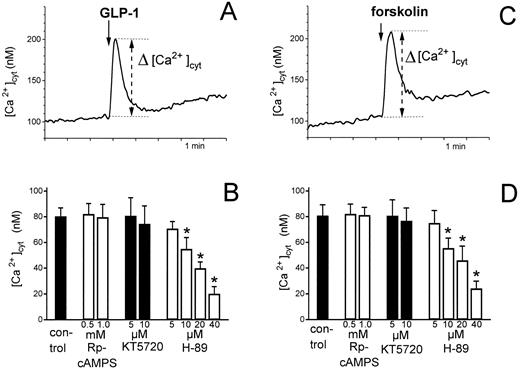 Effect of PKA inhibitors on the cytosolic calcium ([Ca2+]cyt) elevation induced by GLP-1 (A and B) or forskolin (C and D) in the β-cell line INS-1. Measurements with cell suspensions in a fluorescence spectrometer. The height of the initial calcium peak (Δ[ Ca2+]cyt, as displayed in A and C) was used to quantify the effect of GLP-1 (10−8m) and forskolin (1 μm). B and D, The indicated concentrations of the PKA inhibitors Rp-cAMPS, KT5720, or H-89 were added 15 min before GLP-1 (B) or forskolin (D). Data are mean ± sd of five experiments. *, Significant differences (unpaired t test, P < 0.01) to the control.