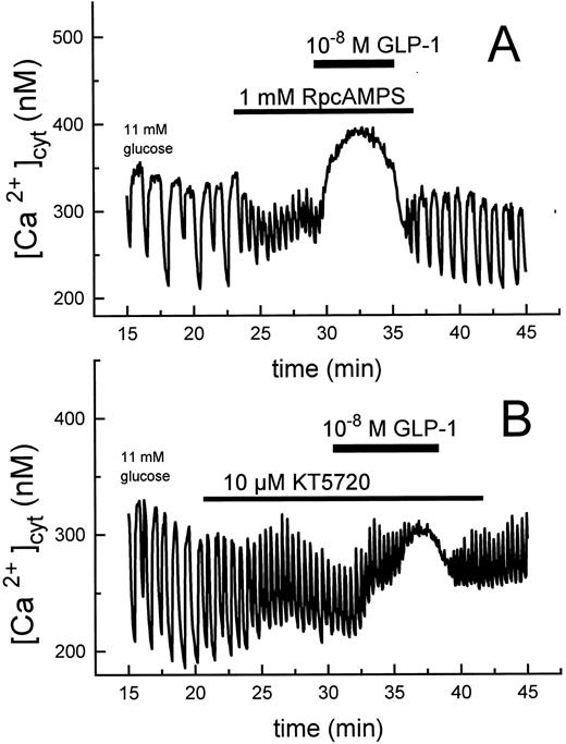 Effect of the specific PKA inhibitors Rp-cAMPS (1 mm, A) and KT5720 (10 μm, B) on the GLP-1-induced [Ca2+]cyt elevation in mouse islets (for a control, see Fig. 3A). This is the same type of experiment as in Fig. 3 A, and B. Bars demonstrate superfusion with the indicated substances. The traces are representative of at least four experiments.