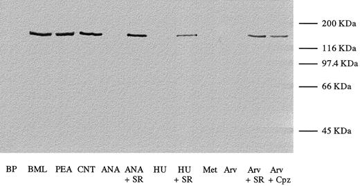 Endogenous and synthetic cannabimimetics suppress Trk levels in MCF-7 cells as determined by Western immunoblotting. Twenty micrograms of total proteins were loaded on each lane. This blot is representative of three experiments. BML, BML-190 (5μ m); PEA, palmitoylethanolamide (5 μm); CNT, control; ANA, anandamide (1 μm); SR, SR141716A (0.5μ m); Met, (R)-methanandamide (1μ m); HU, HU-210 (1 μm); Arv, arvanil (1μ m); Cpz, capsazepine (0.2 μm); BP, blocking peptide.