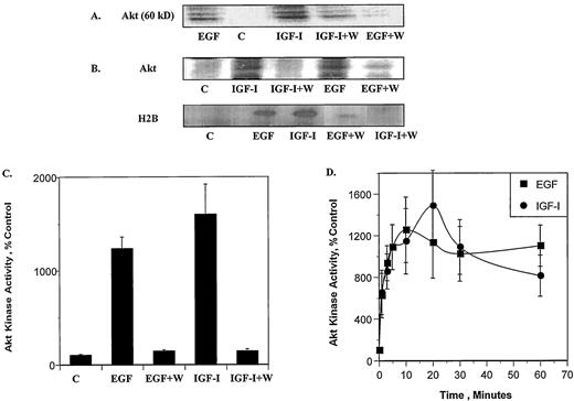 EGF and IGF-I induce Akt kinase activity. MCF-7 cells were serum starved for 24 h, preincubated for 20 min with the PI 3-K inhibitor wortmannin (100 nm) and treated with EGF (100 ng/ml) or IGF-I (40 ng/ml) for 10 min. Akt was immunoprecipitated with an anti-Akt antibody from cell lysates, and an in vitro kinase assay was performed in the presence or absence of the histone protein H2B. A, In vitro kinase assay of Akt in the absence of H2B. Representative immunoblot. B, In vitro kinase assay of Akt in the presence of H2B. Representative immunoblots. C, H2B was quantitated by autoradiography using a phospho imager and results are expressed as percent of control cells (n = 3 ± sd). D, Time course of the effects of EGF and IGF-I on Akt activity as measured by H2B phosphorylation (n = 3 ± sd). The above experiments were repeated three times.