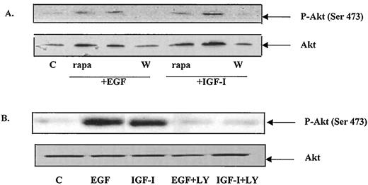 EGF and IGF-I induce the phosphorylation of S473. Cell lysates were prepared as described in the legend to Fig. 1. Western blot analysis was performed with equal amounts of protein (100μ g) using either anti phospho-Akt or anti Akt antibodies. A, Western blot of serum-starved, growth factor-treated cell extracts in the presence and absence of 100 nm wortmannin or 20 ng/ml rapamycin. A representative immunoblot of three independent experiments. B, Western blot of serum-starved, growth factor-treated cell extracts in the presence or absence of 10 μm LY 294002. A representative immunoblot of three independent experiments.