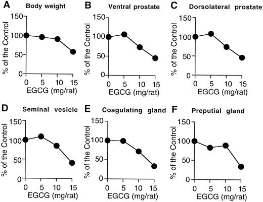 Dose-dependent effects of EGCG on body weight (A) and weights of the ventral prostate (B), dorsolateral prostate (C), seminal vesicle (D), coagulating gland (E), and preputial gland (F) of male Sprague Dawley rats that were injected ip with the indicated doses of EGCG daily for 7 days. The 5-, 10-, and 15-mg doses of EGCG injected per rat correspond to about 26, 53, and 85 mg/kg BW, respectively. Data are a percentage of the control value calculated from mean values from five animals by comparing body and organ weights of treated rats to those of control rats after 7 days of treatment. The average ending body and organ weights of control rats were: body weight, 243 ± 4 g; ventral prostate, 133 ± 10 mg; dorsolateral prostate, 104 ± 6 mg; seminal vesicle, 171 ± 14 mg; coagulating gland, 51 ± 4 mg; and preputial gland, 119 ± 11 mg. If comparisons are made to starting weights instead of to weights on day 7, the decrease seen with 15 mg EGCG will be smaller. The average starting body and organ weights of control rats were: body weight, 185 ± 4 g; ventral prostate, 123 ± 6 mg; dorsolateral prostate, 91 ± 8 mg; seminal vesicle, 120 ± 12 mg; coagulating gland, 44 ± 2 mg; and preputial gland, 100 ± 15 mg.
