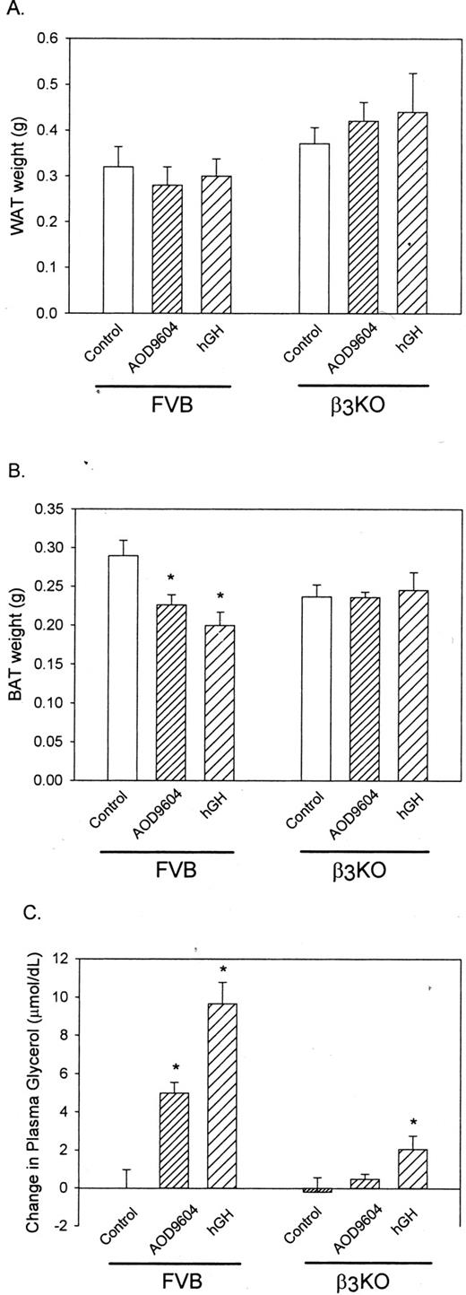 The chronic effect of AOD9604 or hGH on epididymal white adipose tissue (WAT) (A) and BAT (B) weights and the change in plasma glycerol (C) in the 28-d treated WT and β3-KO mice. Results are expressed as the mean ± se of six determinations in each treatment group. *, P < 0.05 vs. control.