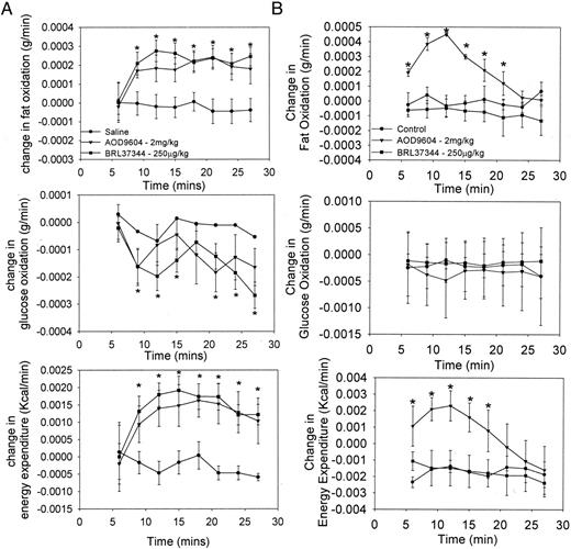 The effect of an acute single ip injection of saline, AOD9604, or BRL37344 (β3-AR agonist) on changes in the rates of fat oxidation, glucose oxidation, and energy expenditure in WT (A) and β3-KO (B) mice. Results are expressed as the mean ± se of three determinations in each group. *, P < 0.05 vs. saline.