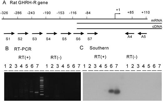 RT-PCR analyses of the transcription start site of the rat GHRH-R gene. A, Schematic diagram showing positions of PCR primers used in this study. Total RNA was prepared from MtT/S cells and reverse transcribed using primer A5, and the PCR was performed with primer combinations of A4 and one of the seven sense primers. Positions of 5′-end of the seven sense primers (S1-S7) and two antisense primers (A4 and A5, set in the second exon) were shown. B, The PCR products were analyzed in a 2% agarose gel. Only S6 and S7 gave distinct PCR products that migrated to the position of the predicted sizes (201 bp and 169 bp, respectively). Any PCR product was not seen in a control experiment where reverse transcriptase was not added to the reaction. C, The PCR products separated in an agarose gel were transferred to a nylon membrane and hybridized with 32P-labeled internal fragment.