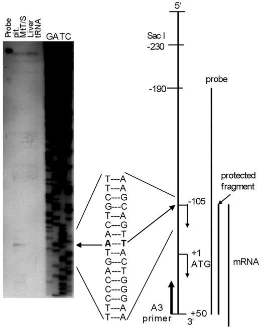 Determination of the transcription start site by RNase protection assay. Total RNA was extracted from anterior pituitary gland (pit) and liver of a normal male rat and from MtT-S cells. Ten micrograms of RNA was used for assay. Yeast tRNA was processed similarly as a negative control. The protected fragment was analyzed in 6% denaturing polyacrylamide gel alongside a sequence ladder, which was generated by a conventional sequence reaction using prGHRH-R-B3–1 as a template and primer A3 (from +31 to +50) as a sequence primer. Only RNAs from anterior pituitary gland and MtT/S cells were able to protect the probe from RNase digestion (left arrow). The assay resulted in only one major protected fragment, which migrated to a position equivalent to an adenine residue at −105 of the ladder, suggesting that a transcription start site for the rat GHRH-R gene can be assigned to the T 105 bp upstream from the translation initiation codon.