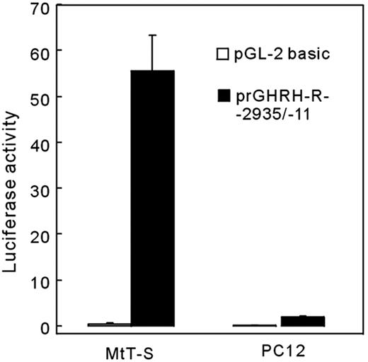 Cell type-specific expression of the reporter gene directed by the rat GHRH-R promoter. A luciferase expression construct (prGHRH-R-2935/-11-Luc, 1 μg) or its vector alone were transfected to MtT/S cells or PC12 cells and incubated for 24 h in a serum-free medium containing 500 nm of DEX. A distinct reporter gene expression was observed in GHRH-R expressing MtT/S cells in the presence of DEX but not in PC12 cells that do not express GHRH-R. In this and in the following figures, values were normalized for the activity of Renilla luciferase that is derived from a cotransfected pRL-TK (0.1 μg).