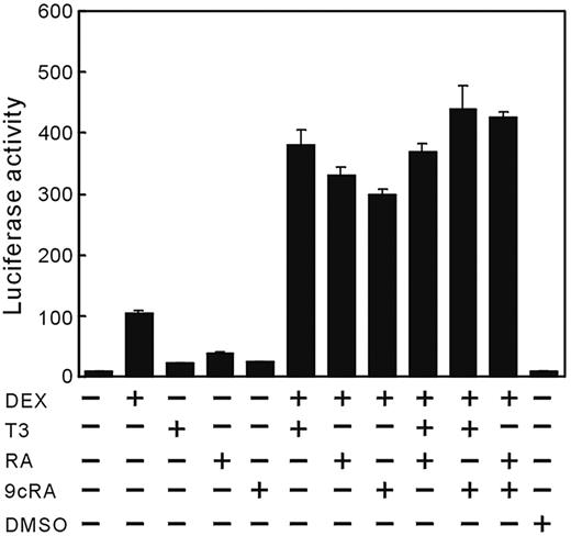 Regulation of the rat GHRH-R gene transcription by DEX, T3, RA, or 9cRA. MtT/S cells were transfected with prGHRH-R-2935/-11-Luc (1 μg), followed by incubation for 24 h in a fresh serum-free medium containing substances indicated. A faint basal expression of the promoter was observed in MtT/S cells incubated in serum-free medium without test substances, and addition of DEX induced a marked increase in the reporter gene expression. T3, RA, and 9cRA induced weak promoter expression. However, when added in conjunction with DEX, T3, RA, and 9cRA equally enhanced effect of DEX synergistically. No synergism was observed between T3 and RAs in the presence of DEX. Values were mean ± sem of the triplicate determinations. The same experiment was repeated three times with similar results and the representative data are shown in this figure. DMSO, Dimethylsulfoxide (0.01%), solvent of RA and 9cRA.