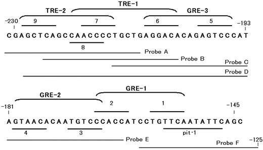 Putative binding elements for hormone receptors and pit-1 in the 5′-flanking region of the rat GHRH-R gene. Localizations of putative GREs, TRE, and pit-1 in the 5′-flanking region of the rat GHRH-R gene are shown. The hexamer half-sites of hormone response elements are tentatively numbered from 1 through 9. GRE-1 (composed of half-sites 1 and 2), GRE-2 (3 and 4), and GRE-3 (5 and 6) contains 7, 8, or 7 of 12 nucleotides identical to the consensus GRE (GGTACAnnnTGTTCT), respectively. TRE-1, consists of half-sites 6 and 8, appears to be an inverted palindrom-like sequence, and TRE-2 consists of half-sites 7 and 9 appears to be a palindromic TRE. Probes A–F represent the sequences of the probes used for EMSA experiment (Fig. 10).