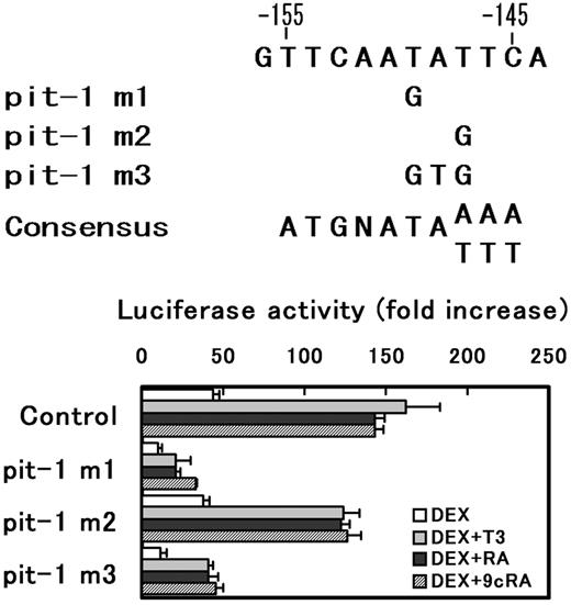 Effects of mutations of putative pit-1 response element in the rat GHRH-R promoter. Three different mutations (pit-1 m1, pit-1 m2, and pit-1 m3) were introduced to a putative pit-1 response elements in prGHRH-R-2935/-11-Luc and the mutated plasmid (1 μg) were transiently transfected into MtT/S cells. Cells were incubated in a serum-free medium with or without substances indicated. The results were expressed as fold increase in the luciferase activity by the hormone addition over the values obtained in hormone free culture. Values are means ± sem of the triplicate determinations. Both pit-1 m1 and m3 mutations reduced promoter activity to about 30% that of control; however, the synergism between DEX and one of T3, RA, or 9cRA was still observed in the mutated plasmid. The result suggests that the sequences between −155 and −146 is a functional pit-1 response element, and T at −150 is an important base as pit-1 response element, but T at −148 is of less importance.